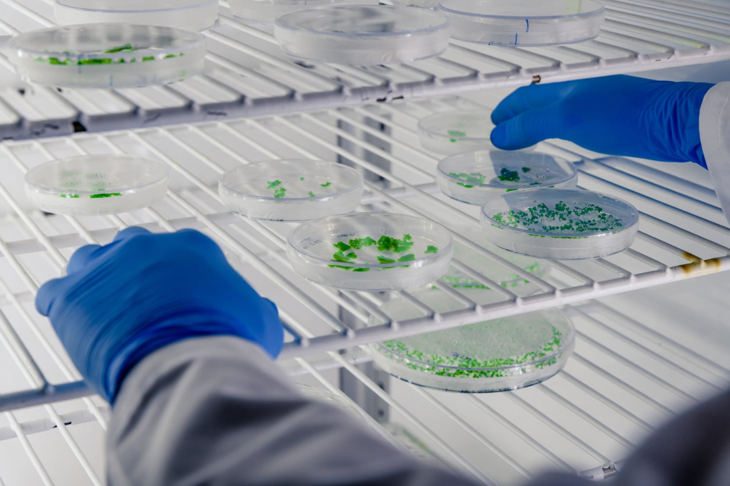 This image depicts a laboratory setting where a scientist, wearing a lab coat and blue protective gloves, is handling petri dishes containing green samples. The petri dishes are placed on the white gridded shelves of a laboratory refrigerator, suggesting the samples are temperature-sensitive. The environment suggests a controlled and sterile laboratory atmosphere with an emphasis on careful handling and examination of biological specimens