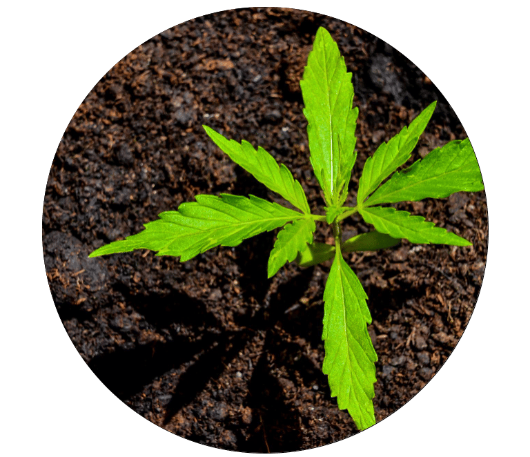 cannabis plant growing in soil