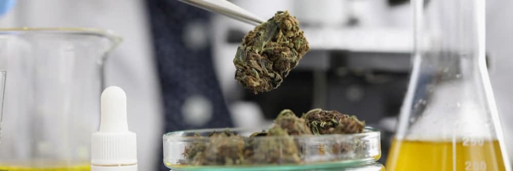 The Science of Water Activity vs Moisture Content in Commercial Cannabis