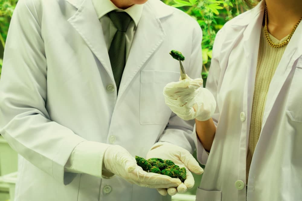 An Introduction to the Science of Drying and Curing Cannabis for Smokeable Flower