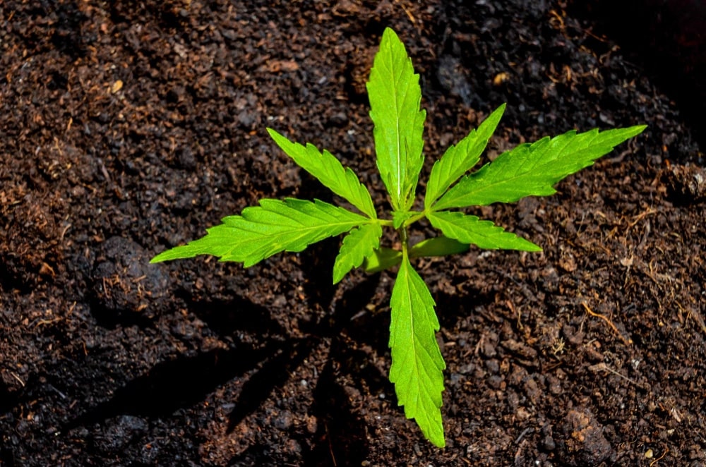 Optimizing pH for Cannabis Cultivation: Unlocking Maximum Growth Potential