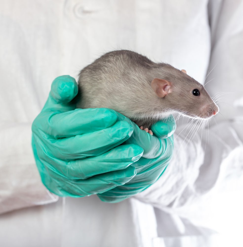 Ethical and Compliant Rodent Euthanasia in Research: Adhering to AVMA Guidelines and IACUC Standards
